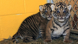 Illustration for article titled Adorable Baby Tigers Will Have Swim Test on Wednesday you can watch them on Tigercam now